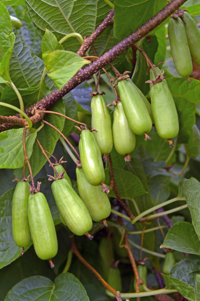 Kiwi r&eacute;colte kiwi arctique Vitakola Lubera