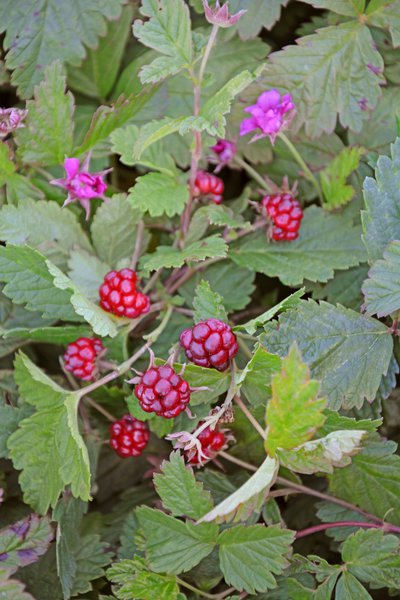 Allackerbeere 'Tarja', Rubus arcticus