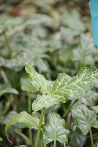 Arum italicum Geaderter Aronstab