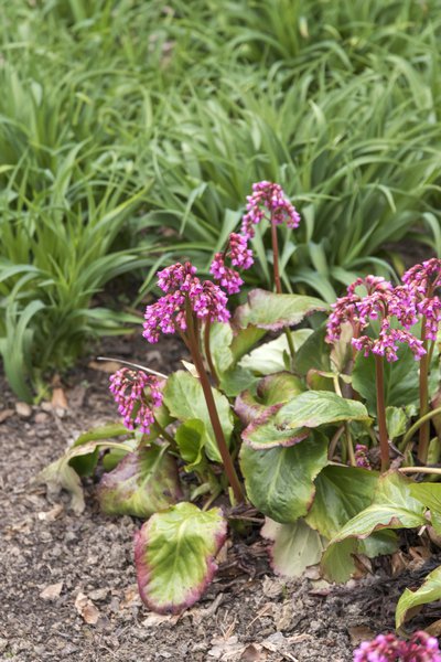 Bergenia cordifolia 'Admiral' Bergenie 'Admiral'