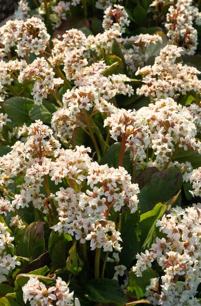 Bergenie, Bergenien, Bergenia cordifolia 'Bressingham White'