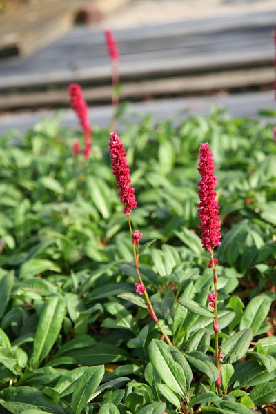 Bistorta affinis 'Darjeeling Red' 