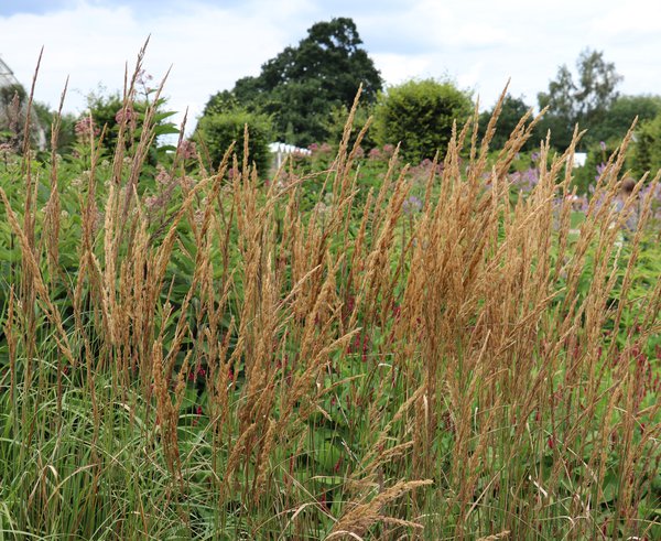 Calamagrostis brachytricha Lubera