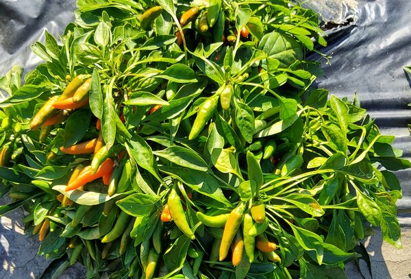 Piment, 'Hot Surprise Compact', Capsicum annuum