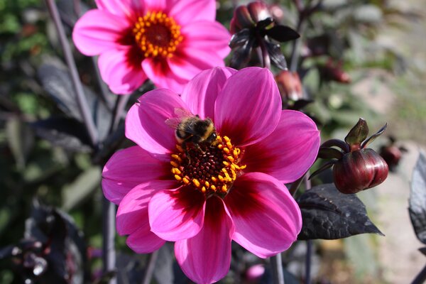Les dahlias &agrave; feuillage fonc&eacute;, 'Happy Single Wink', Dahlia, tubercules, oignons
