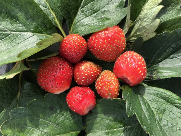 Fraises saines Double Pleasures standing Pink Wonder Lubera