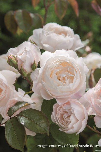 Englische Rose Desdemona