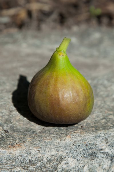 Feigenbaum Bornholm D�nemark