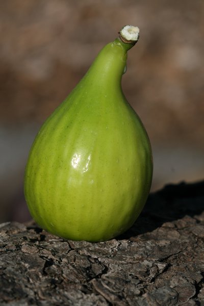 Feigenbaum Gustis� Blanche S�guret, Ficus carica
