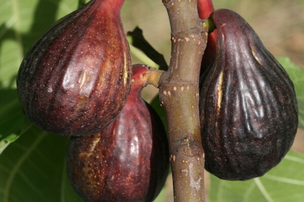 Figuier Gustis&reg; Palmy Bleu Walensee, Ficus carica