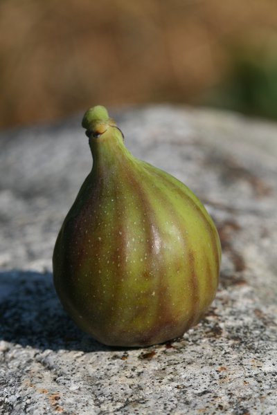 Feigenbaum Rosso Striato, Sommerfeige