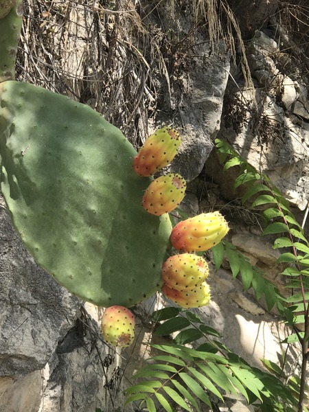 Feigenkaktus Opuntia Lubera
