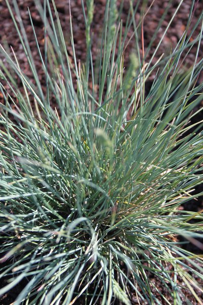 Festuca Cinerea-Hybride 'Azurit'