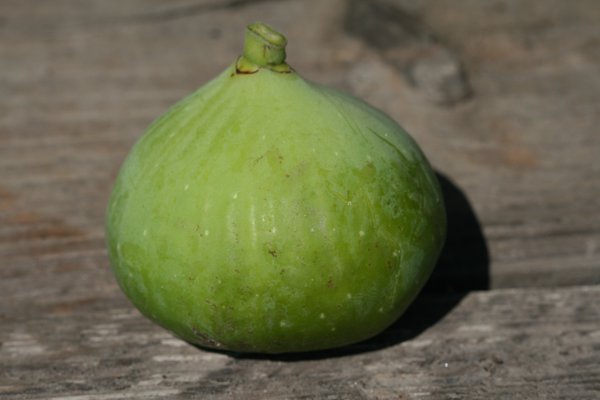 Figuier buisson figue Brogiotto Bianco Lubera