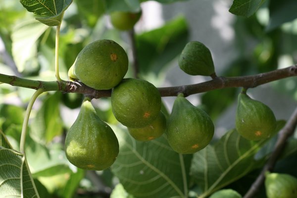 Figue sur tige figue-fruit Filacciano Verde Lubera
