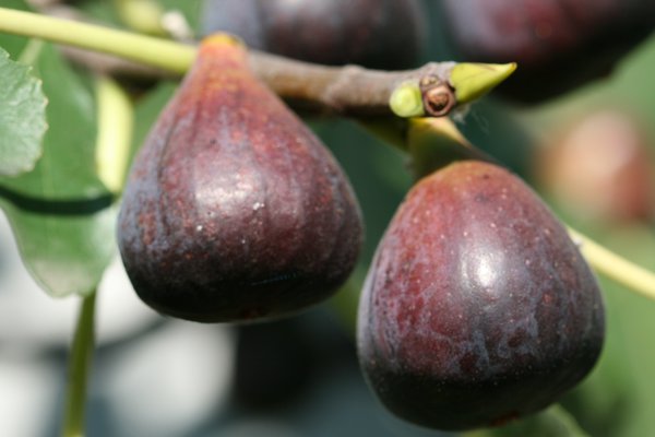 Figuier Grise Olivette Lubera, figue d&rsquo;automne