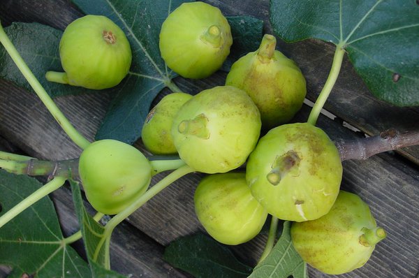 Figue, figues, figues d'automne, Marseillaise Lubera