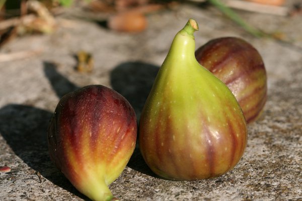 Figuier Osborn Prolific Lubera