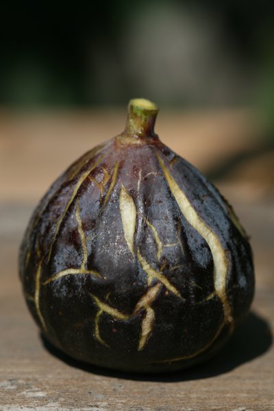 Figuier sur tige figue-fruit Ravin de Calce Lubera
