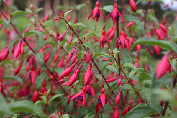 Fuchsia magellanica 'Bernisser Hardy', arbustes &agrave; fleurs, rustique