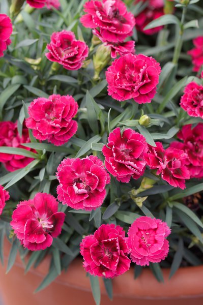 Gartennelke Pink, Dianthus caryphyllus