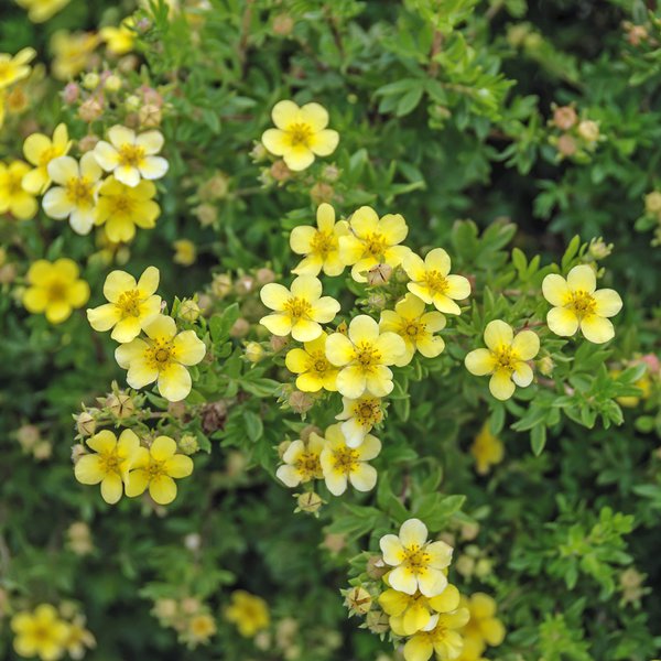 Potentilla fruticosa, Fingerstrauch gelb bl�hend