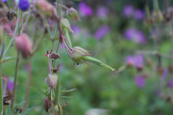 Geranium wlassovianum Fruit et graines, planter un g&eacute;ranium, plante vivace, couvre-sol