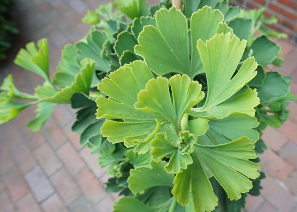 Ginkgo arbre haute tige. Colorations automnales