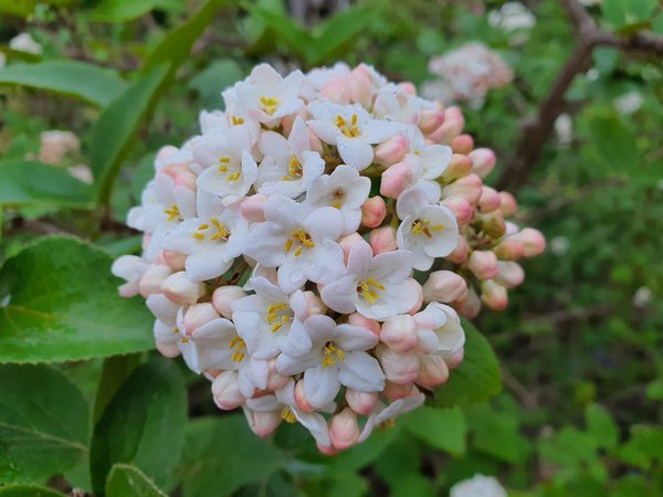 Viorne &agrave; grosses fleurs Viburnum &times; carlcephalum aux inflorescences parfum&eacute;es