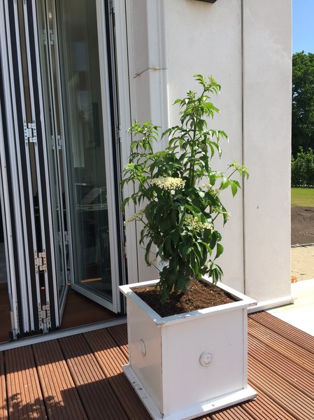 Gr�nlaubiger S�ulenholunder 'Green Tower'