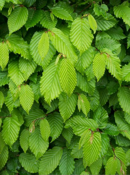 Hainbuche, Carpinus betulus