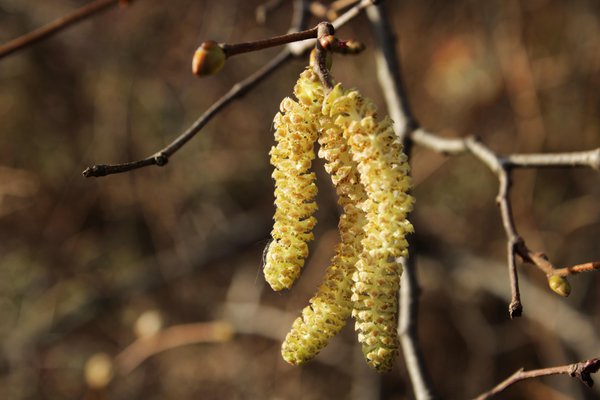 Noisetier 'Corabel', Corylus avellana