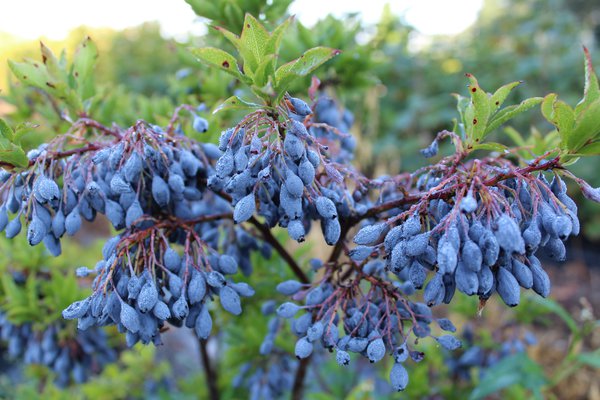 Myrtilles super-aliment Blautropf Lubera