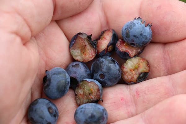 Super-aliment myrtilles Rubel Lubera