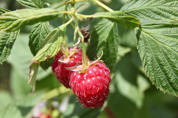 Framboisier d&rsquo;automne Schlaraffia Abondance, cueillette de framboises