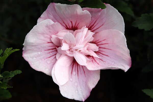 Hibiscus syriacus 'Pink Chiffon', alth&eacute;a