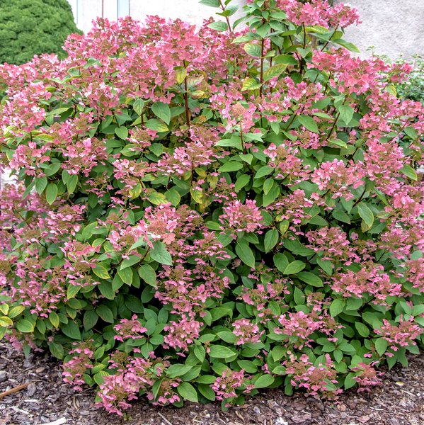 Hortensie, Rispenhortensie 'Wims Red', Hydrangea paniculata 'Wims Red'