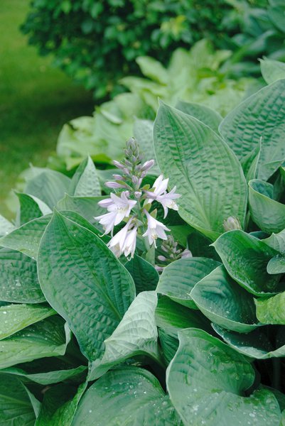 Hosta sieboldiana 'Elegans' Gro�e Blaublatt-Funkie