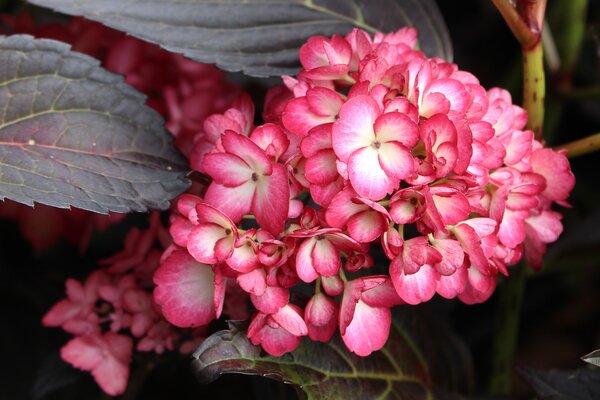 Hortensia (Hydrangea macrophylla) 'Eclipse', arbustes &agrave; fleurs