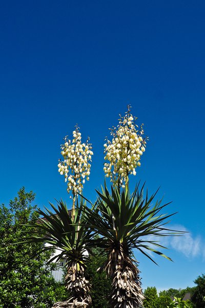 Kerzen-Palmlilie (Yucca gloriosa)