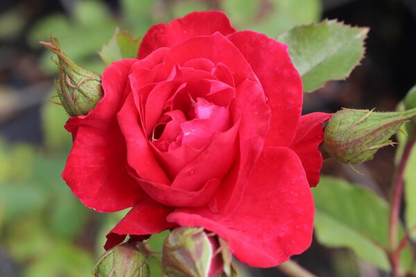roses rouges