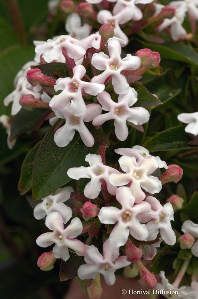 Koreanische Abelie 'Monia' (Abelia mosanensis 'Monia')