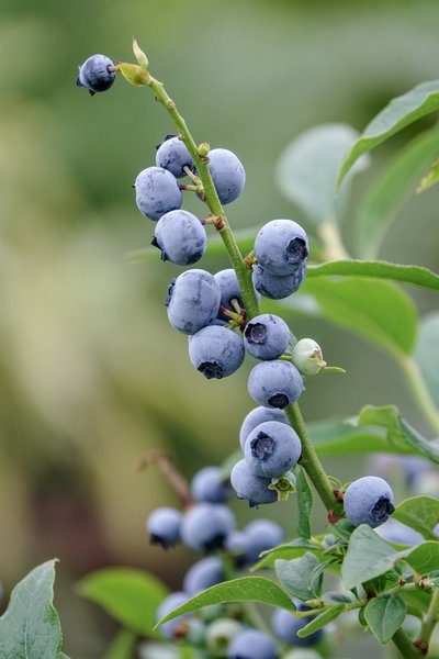 Lowberry� Heidelbeere Little Blue Wonder�
