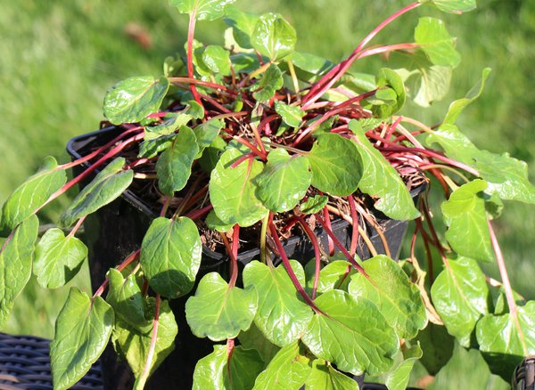 Rhubarbe Fruit ou L&eacute;gume Rhubarbe Lowberry Lilibarber Lubera