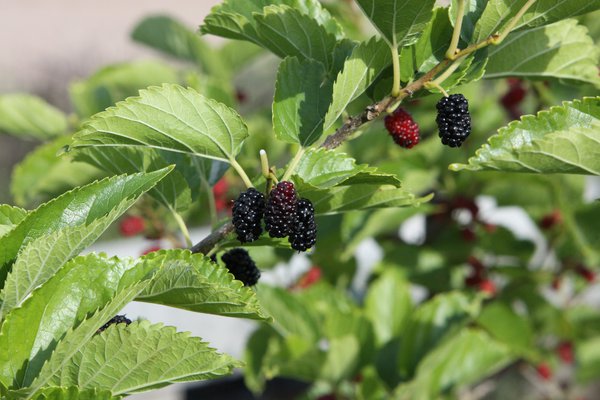 M&ucirc;rier 'Mulle' (Morus acidosa 'Mulle')