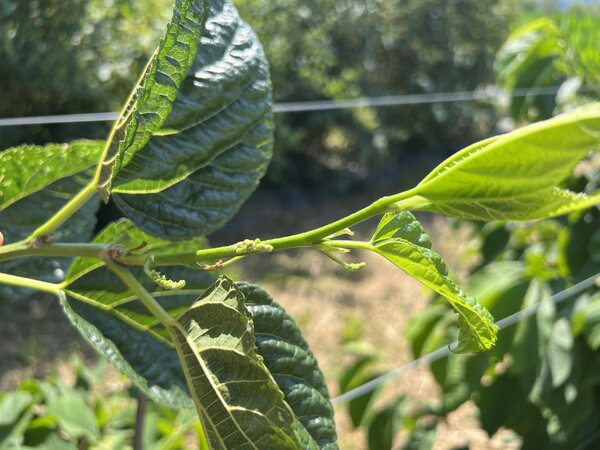 Morus 'One Million', Morus alba, fruits du m&ucirc;rier