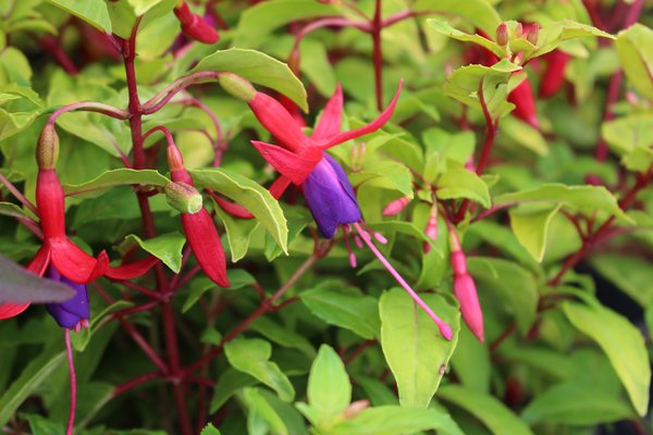 Fuchsia Fuchsia, plante vivace, arbuste � fleurs, mini fuchsia de jardin Genii, s�lection vari�tale pour le loisir