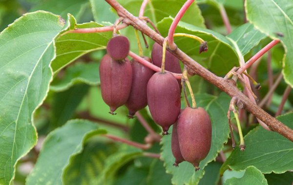 Kiwi r&eacute;colte kiwa&iuml; Red Jumbo <i>Actinidia arguta </i> kiwa&iuml; Lubera