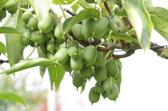Kiwa&iuml;, Actinidia arguta Kiwi en grappes, colorations automnales