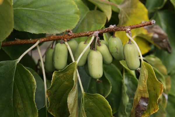 Kiwa&iuml; Super Jumbo, Kiwiberry, kiwi femelle, gros fruit, plante grimpante, tailler le kiwi
